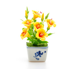 Yellow flower isolated white background