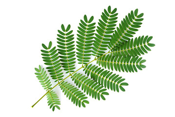 Green leaf of closeup on white background