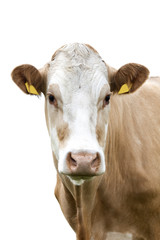 Cow in front of a white background,Isolated!