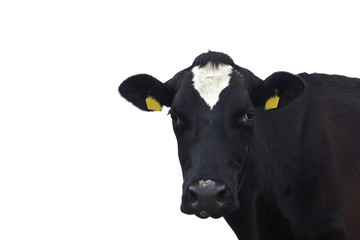 Cow in front of a white background,Isolated..