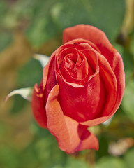 rose flower closeup, natural background