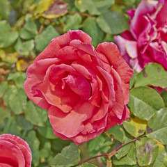 rose flower closeup, natural background