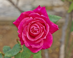rose flower closeup, natural background