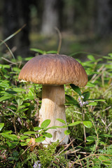 Boletus edulis