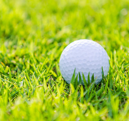 Golf ball on green grass