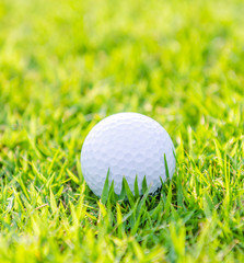 Golf ball on green grass