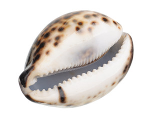 shell