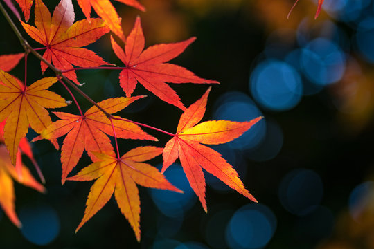 紅葉