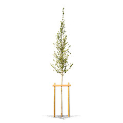 Beautifull green tree on a white background in high definition