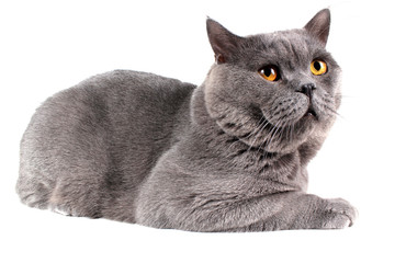 Кот британский короткошерстный