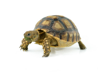 african spurred sulcata of white background