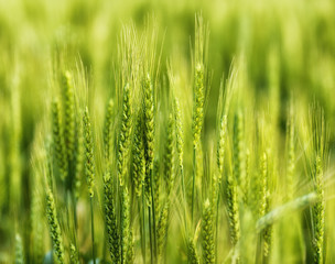 Green wheat in the field.