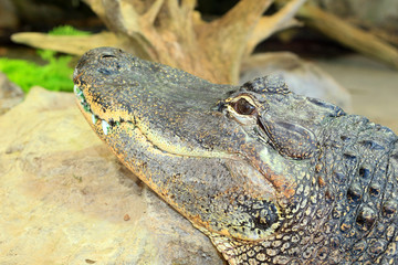 American alligatorn (Alligator mississippiensis)