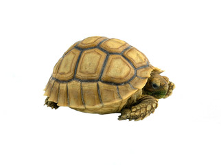 african spurred sulcata of white background