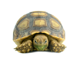 african spurred sulcata of white background