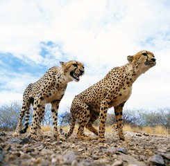 cheetah © gi0572