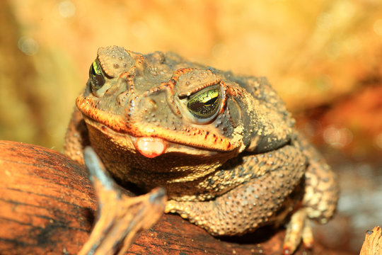 Rococo Toad (Bufo Paracnemis)