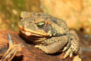Rococo Toad (Bufo paracnemis)