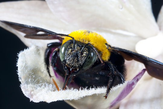carpenter bee Xylocopa pubescens on a white flower