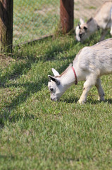 山羊のポートレート