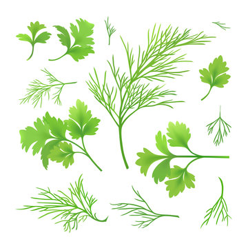 Dill and parsley