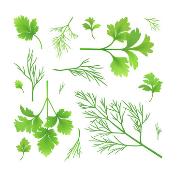Parsley and dill. Vector twigs of parsley and dill