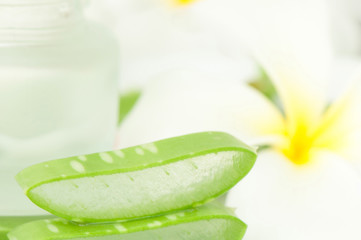 Aloe vera plant for skincare