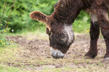 Ane du Poitou  - Equus asinus - en train de brouter