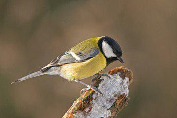 Obraz premium Great tit
