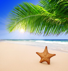 Fototapeta na wymiar Starfish with ocean , beach and seascape. 