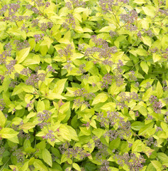 Wiosenne tło © Zbyszek Nowak