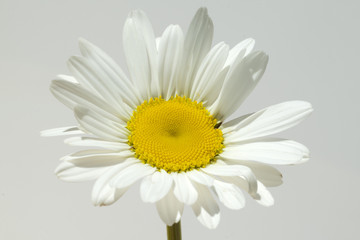 Naklejka premium Margariten; Wiesen-Margeriten; Leucanthemum; vulgare;