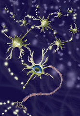 system of nerve cells
