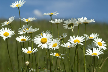 Blumenwiese, Margeriten, Glockenblumen,