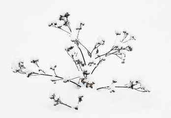 plants in the snow