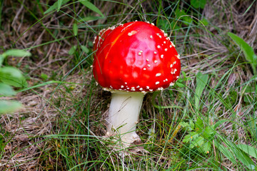Dangerous  fly agaricin nature