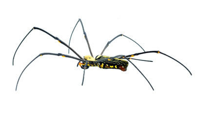 Macro shot of a brown recluse spider on white