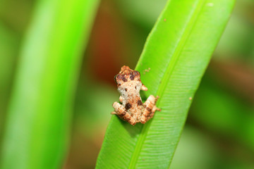 Sri Lanka Shrub frog sp (Pseudophilautus sp) in Kitulgala forest