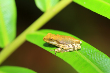 Common hour-glass tree frog (Polypedates cruciger) in Kitulgala 
