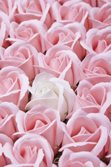 Obraz premium roses