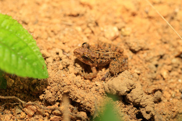 Common paddy field frog (Fejervarya limnocharis) in Kitulgala fo