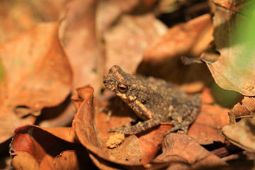 Kelaart's dwarf toad (Adenomus kelaartii) in Kitulgala forest, S