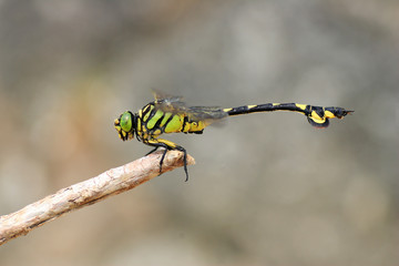 Golden flangetail dragonfly (Sinictinogomphus clavatus) in Japan