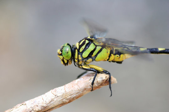 Golden flangetail dragonfly (Sinictinogomphus clavatus) in Japan