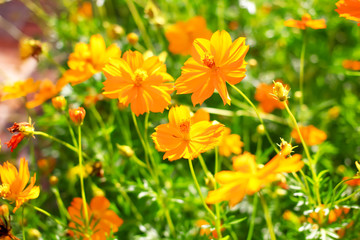 Yellow cosmos flower in the garden