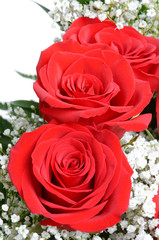 Red Roses