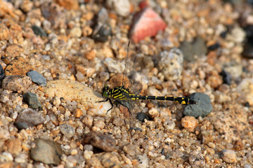 Stylurus oculatus dragonfly in Japan
