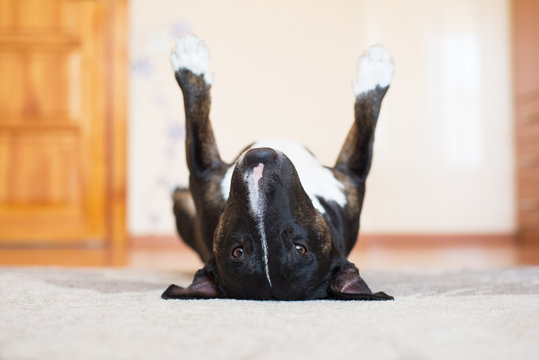 Funny Dog Lying Upside Down