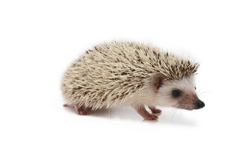 hedgehog
