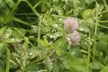 Трава после дождя